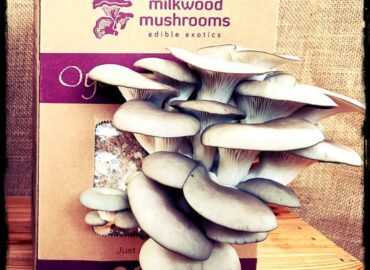 Milkwood Mushrooms